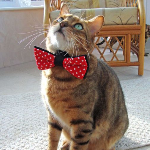 Галстук-бабочка для домашних питомцев Pet Bow Tie