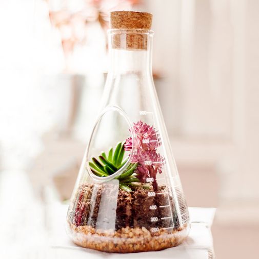 Настольный террариум для растений Chemistry Terrarium Kit