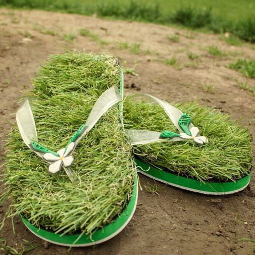 Травотапки