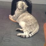 Когтеточка со щеткой Purrfect Arch Отзыв Когтеточка со щеткой Purrfect Arch Отзыв