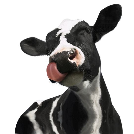 Сливочник Вымя Calf&Half