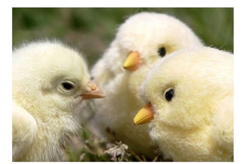 Цыпленок Sega Robot Chicken