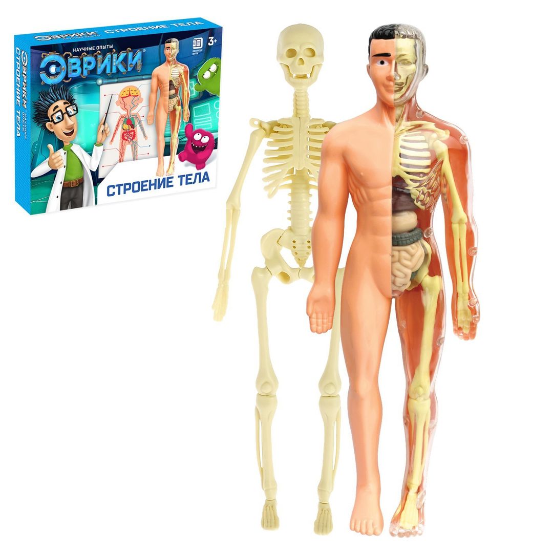 Набор для опытов Строение тела