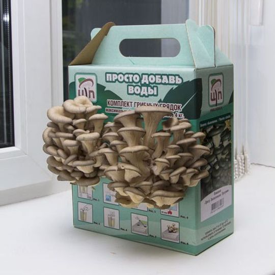                                      Набор для выращивания грибов Грибная коробка (Вешенка обыкновенная)