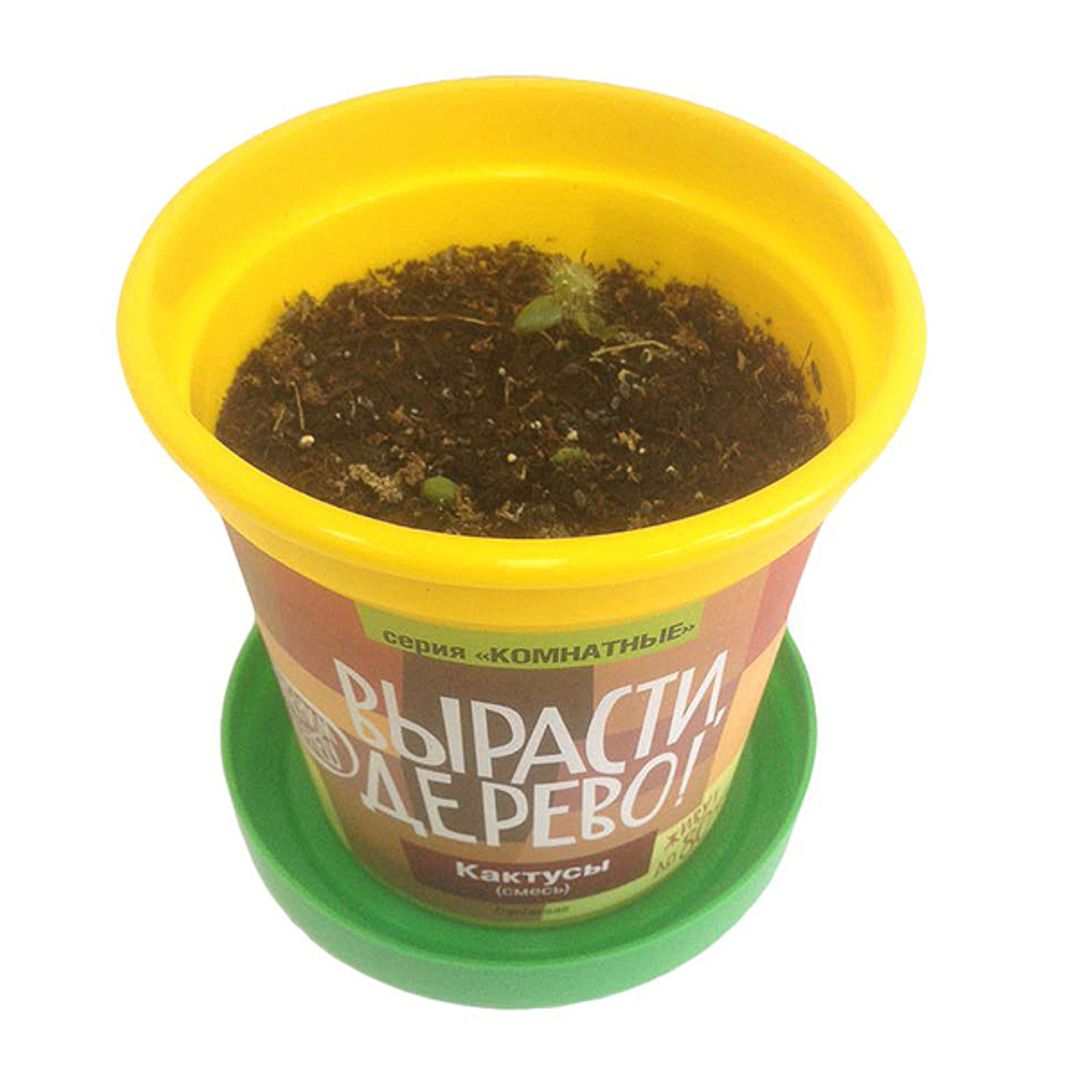 Набор для выращивания Кактусы Набор для выращивания Кактусы