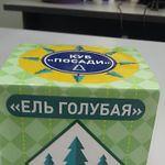 Набор для выращивания Ель голубая (колючая) Отзыв
