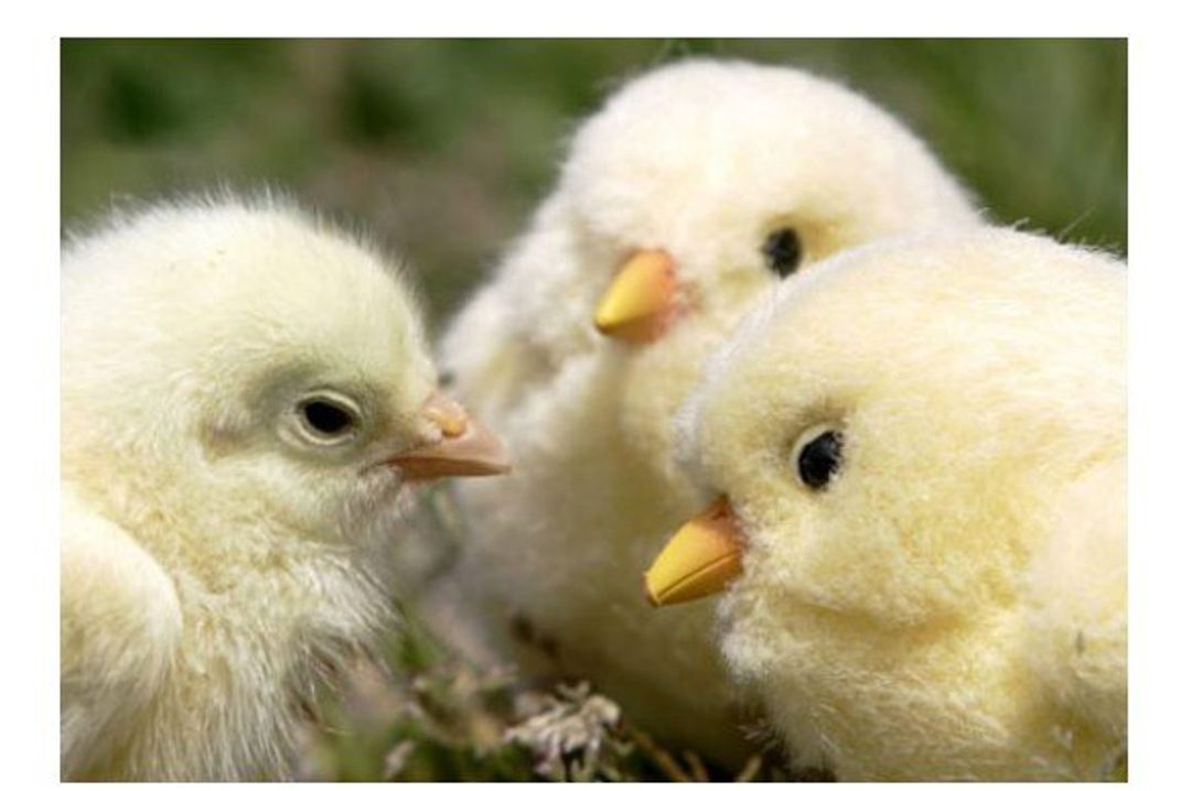 Цыпленок Sega Robot Chicken