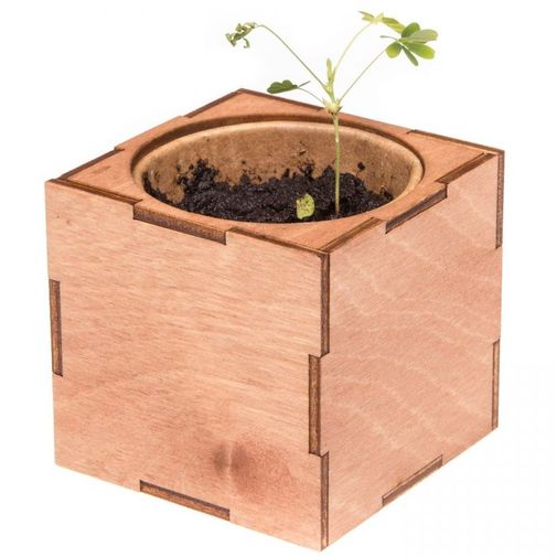 Набор для выращивания Мимоза