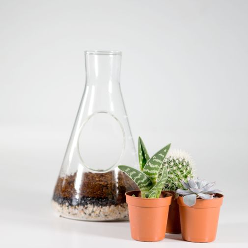 Настольный террариум для растений Chemistry Terrarium Kit