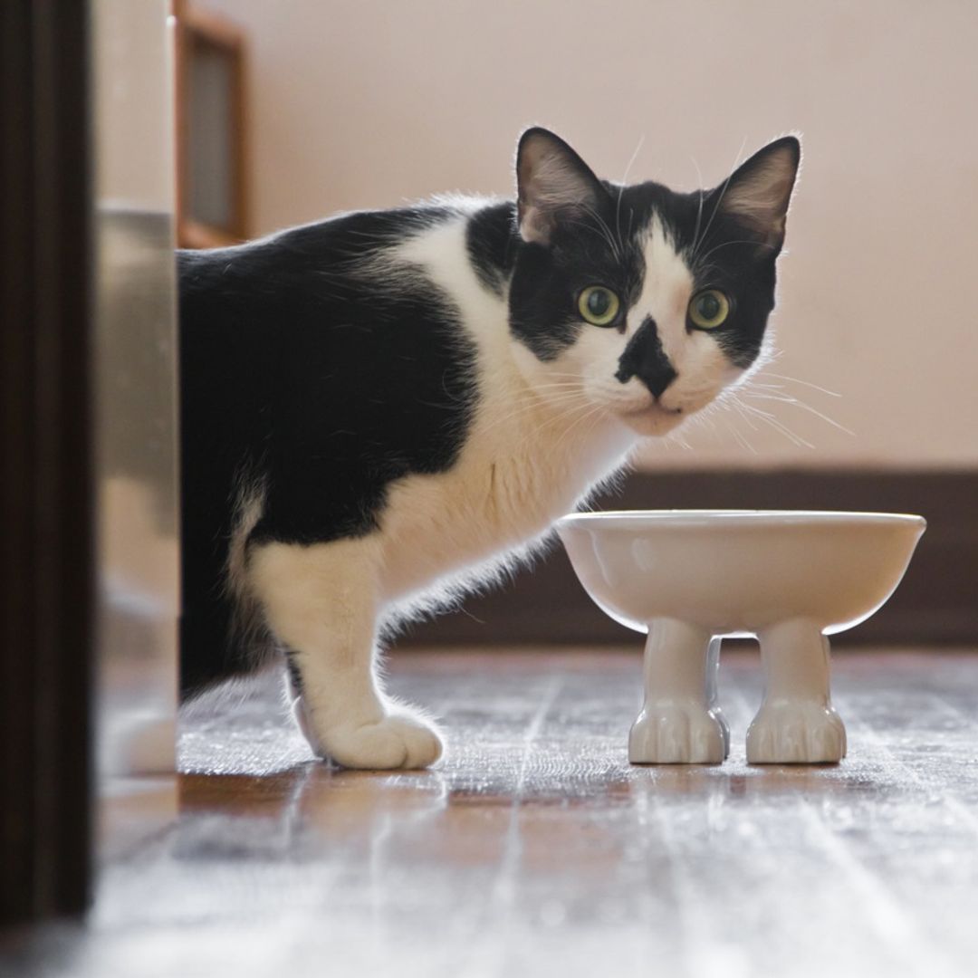 Кот ест из миски на лапках