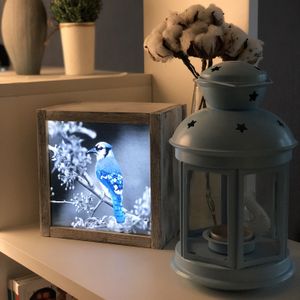 Фотосветильник-фреймбокс DFBox (15х15 см) (Птица)