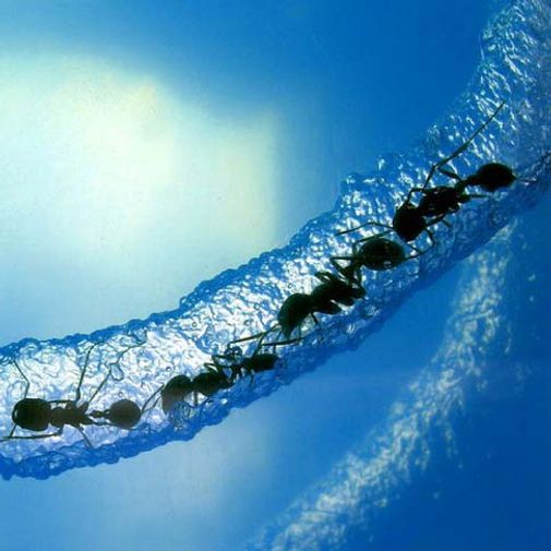 Муравьиная ферма Ant Space