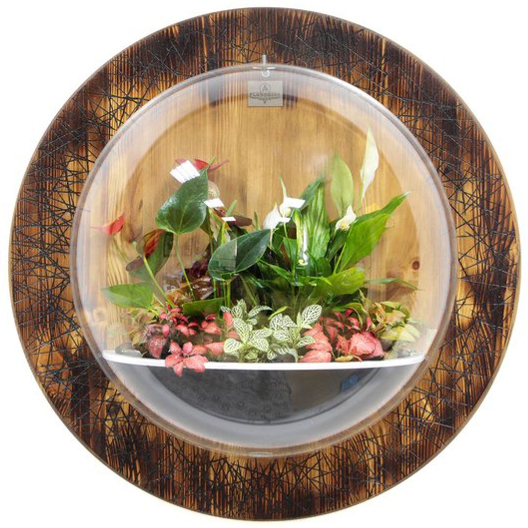 Настенный флорариум Flandriss Ignis Liberandum