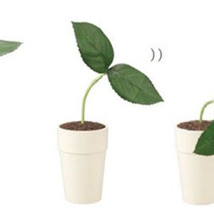 Цветок Pekoppa Plant