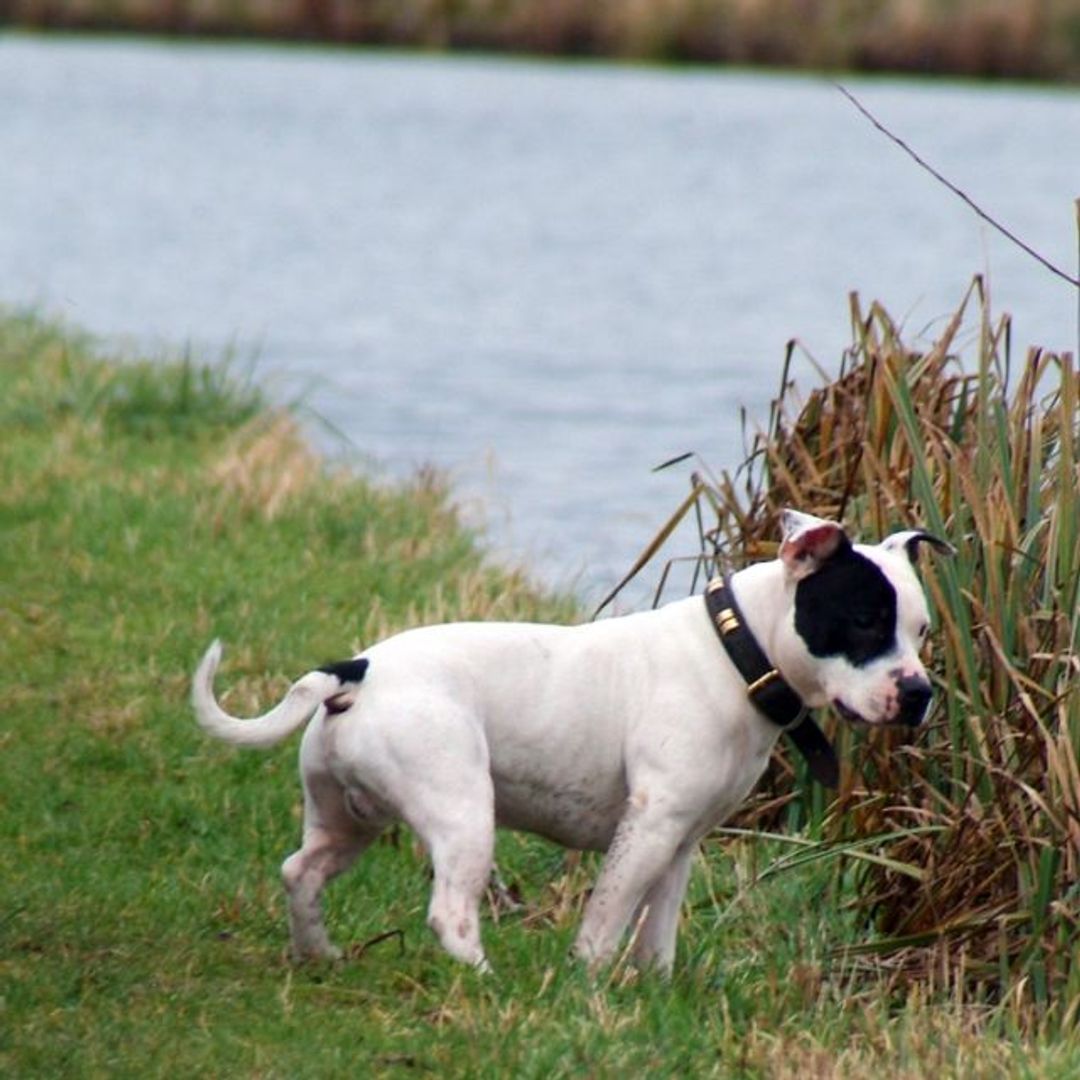 Устройство слежения Loc8tor Pet