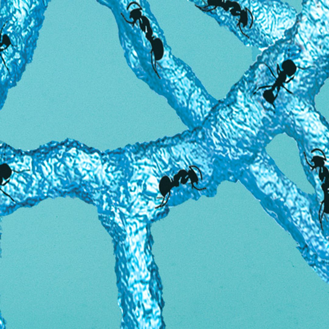 Муравьиная ферма Мини