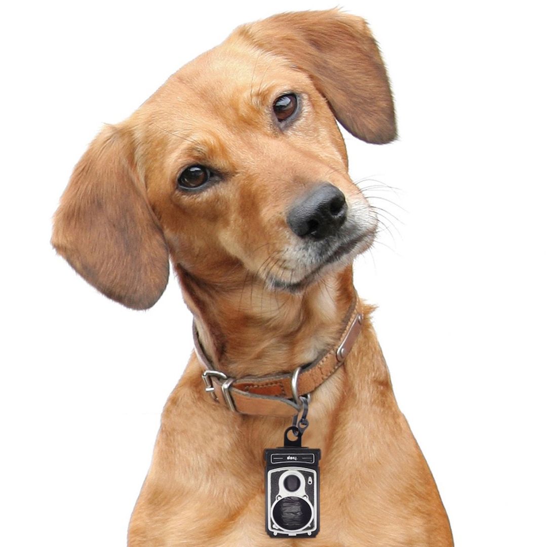 Подвеска для ошейника Roll Dog