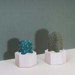 Носки Cactus Mammillaria