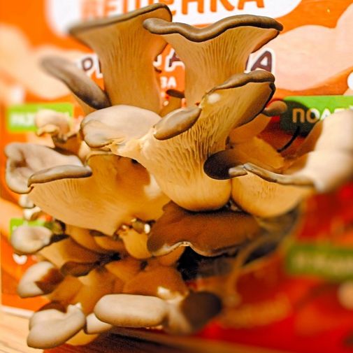 Набор для выращивания грибов Гриборобка Грибы из коробки