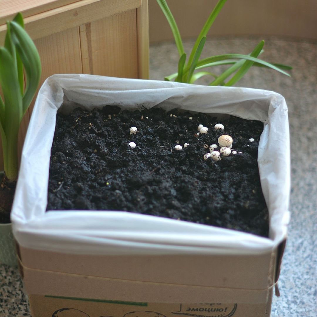 Набор для выращивания шампиньонов Gribox