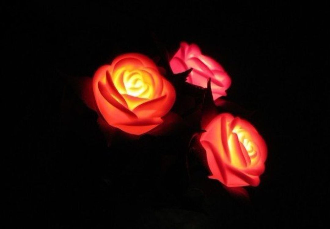 Роза Светящаяся