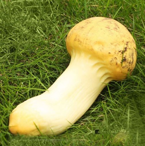 Антистресс Гриб — груздь Антистресс Гриб — груздь