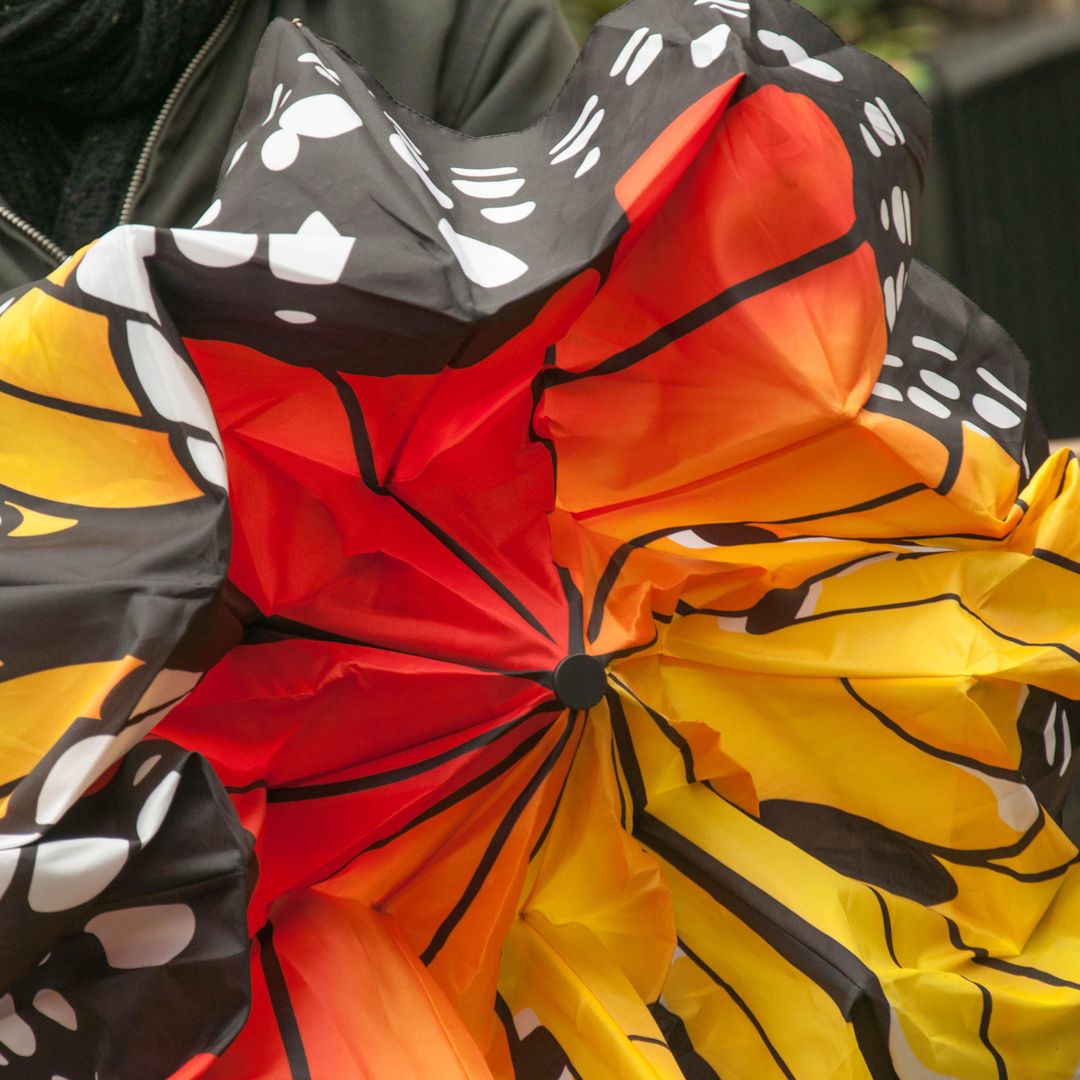 Бабочка расправляет крылья Бабочка расправляет крылья