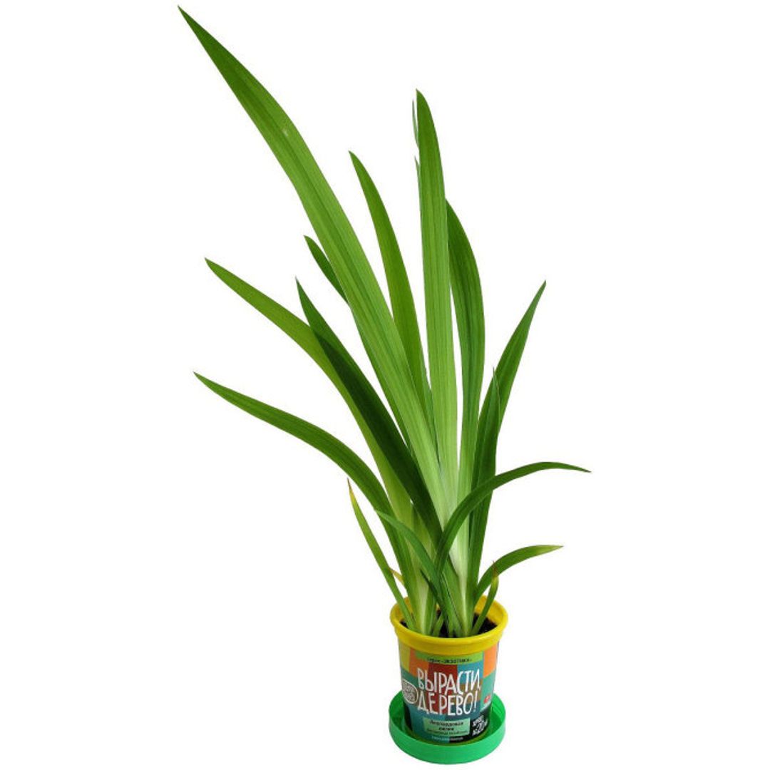 Набор для выращивания Леопардовая лилия