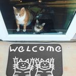 Коврик для входной двери 2 кота Welcome! (серый)