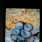Набор для выращивания грибов Грибная коробка Отзыв