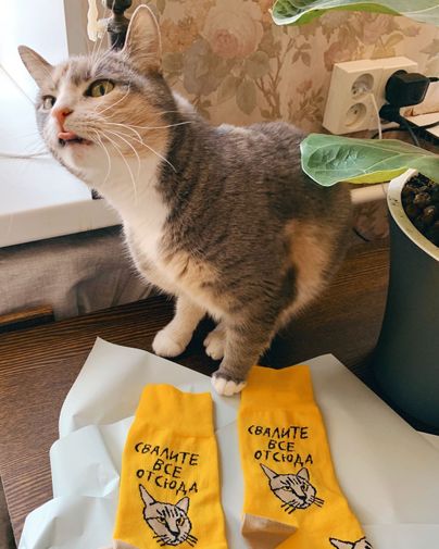 Носки Кот, у которого все дома