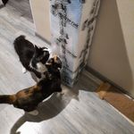 Пивная башня Футбольный мяч (3 л) Отзыв Пивная башня Футбольный мяч (3 л) Отзыв