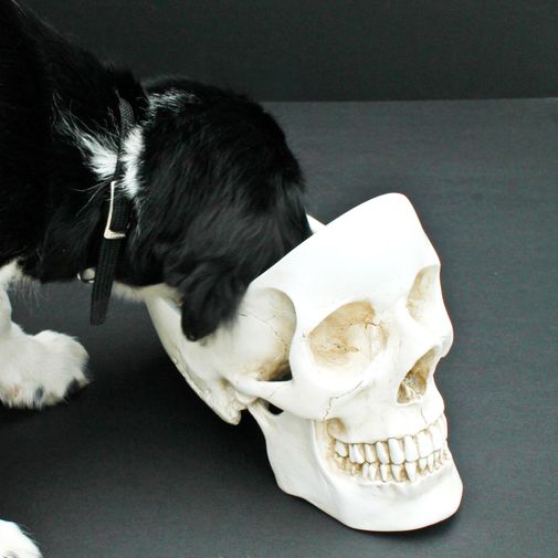 Настольный органайзер Череп Skull