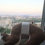 Подушка для путешествий Белочка Squirrel Отзыв