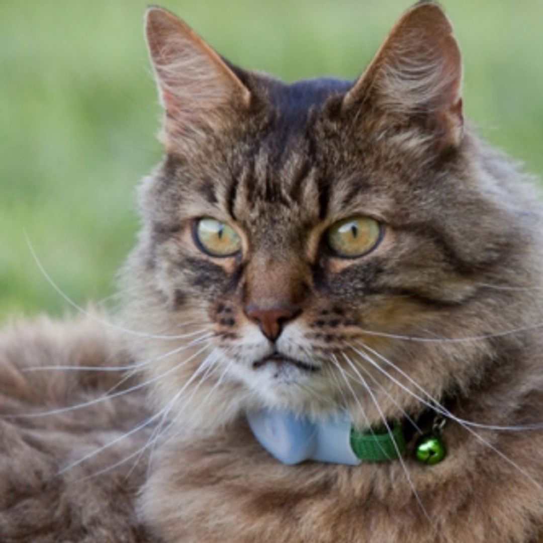 Устройство слежения Loc8tor Pet