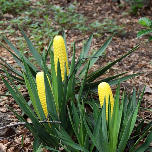 Зонт Кукуруза Corn Umbrella Маскировка