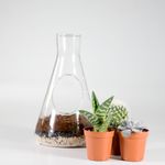 Настольный террариум для растений Chemistry Terrarium Kit