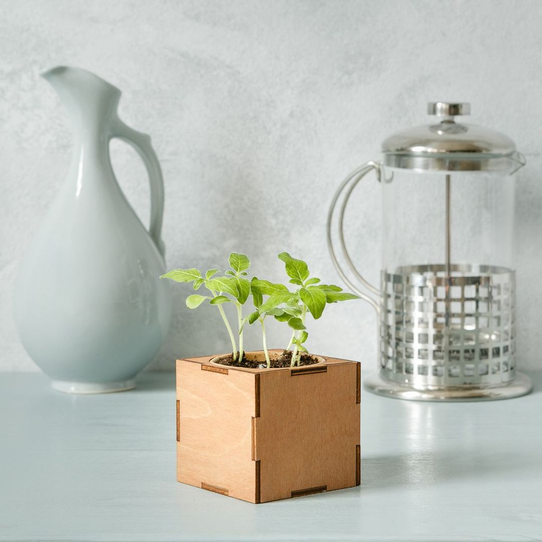 Набор для выращивания Шалфей