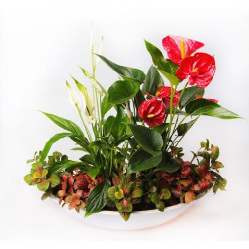 Цветочная композиция Антураж Цветочная композиция Антураж