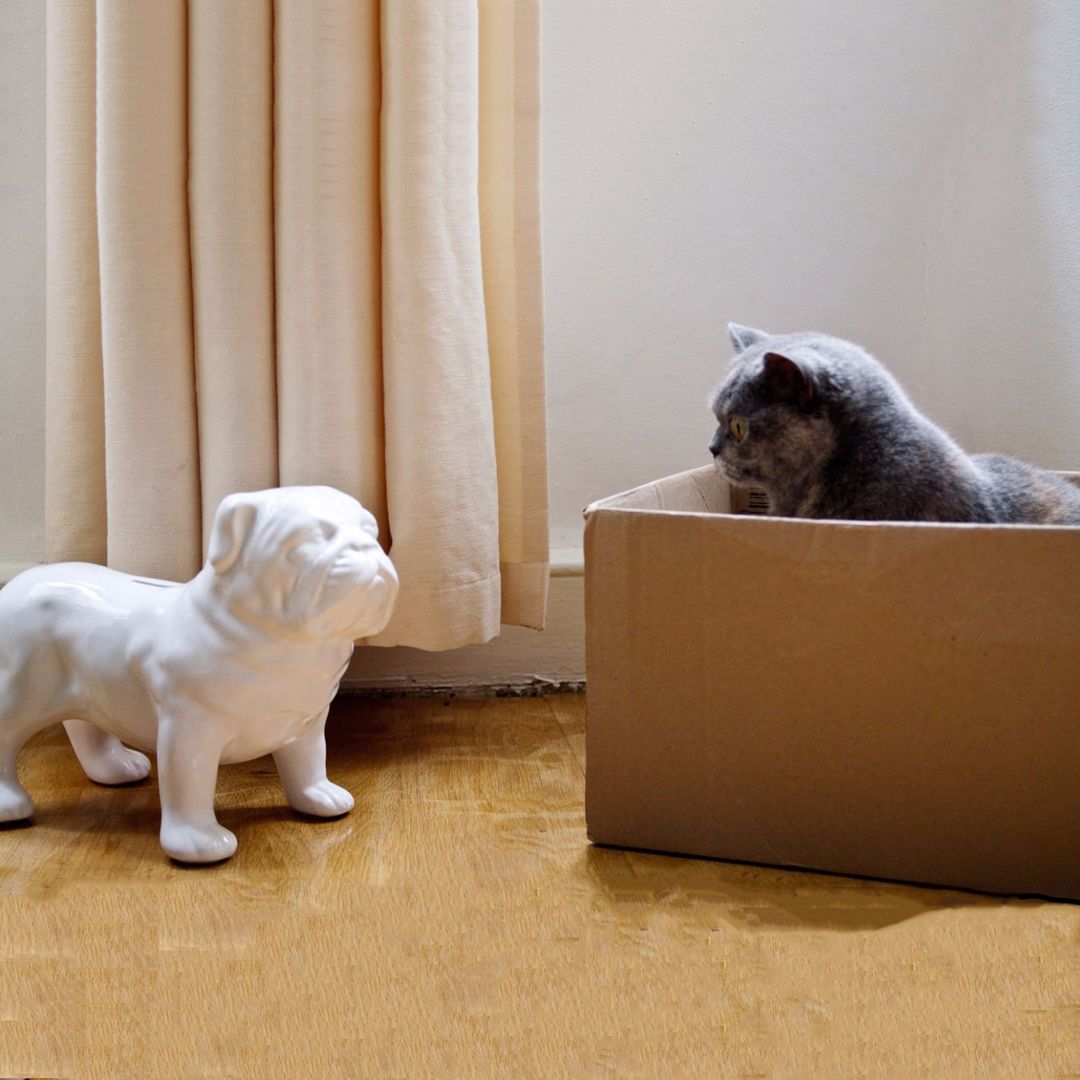 Гигантская копилка Бульдог Guard Dog Money Box Гигантская копилка Бульдог Guard Dog Money Box