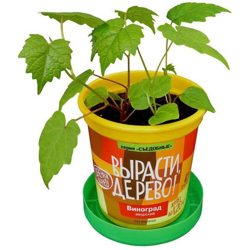 Набор для выращивания Виноград амурский