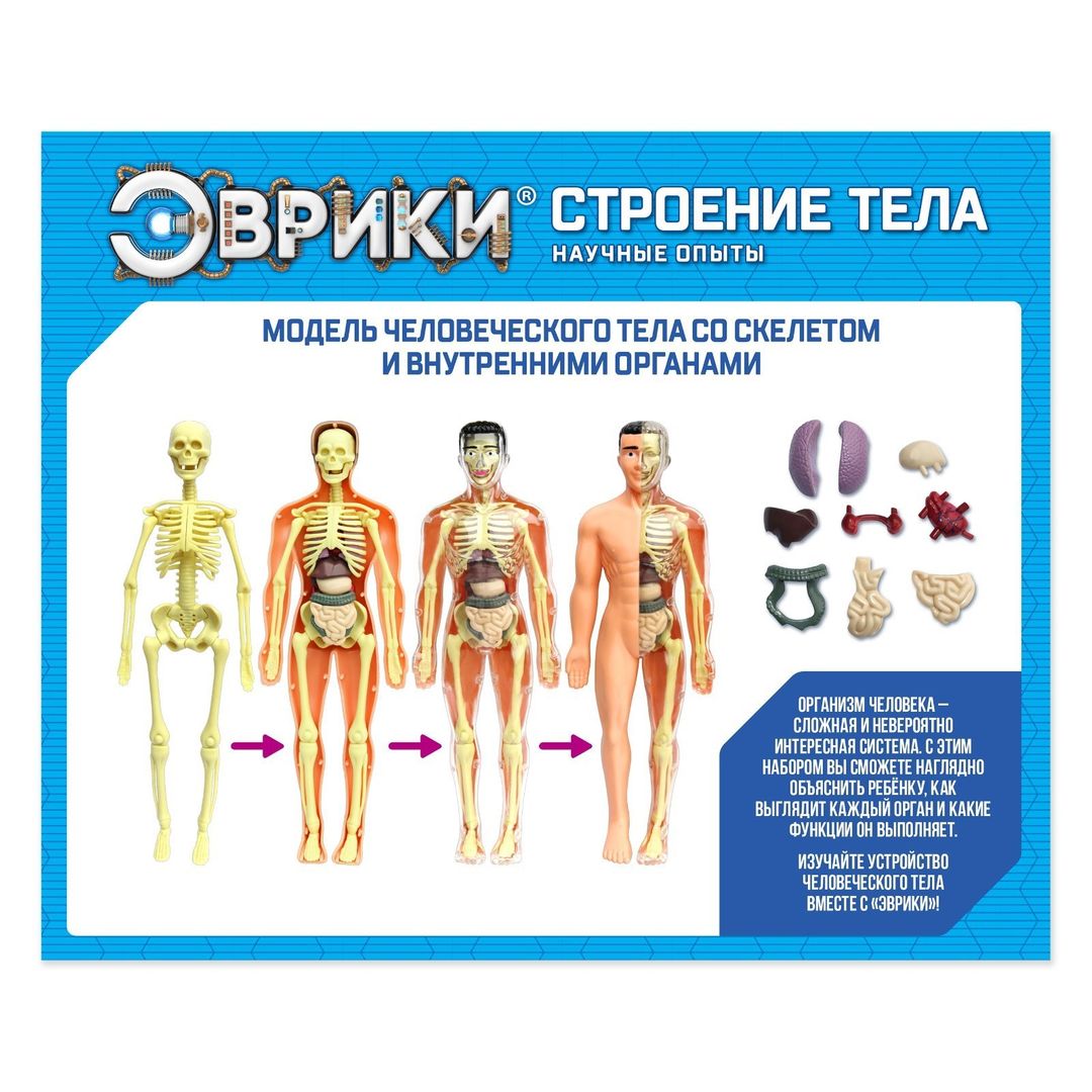 Набор для опытов Строение тела