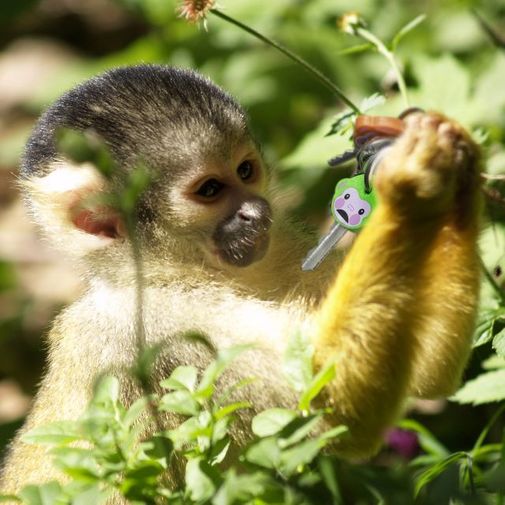 Чехлы для ключей Обезьянка MonKeys