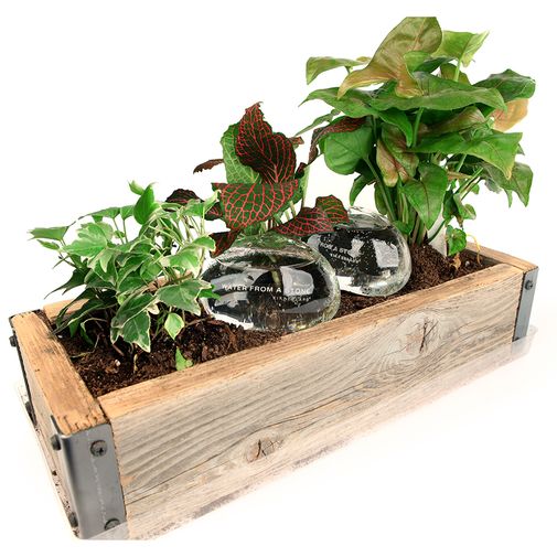 Система для автополива Water rocks (2 шт) Система для автополива Water rocks (2 шт)