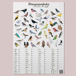 Музыкальный-обучающий плакат Птицеграфика