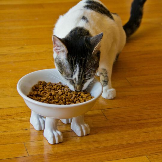Кот ест из миски на лапках