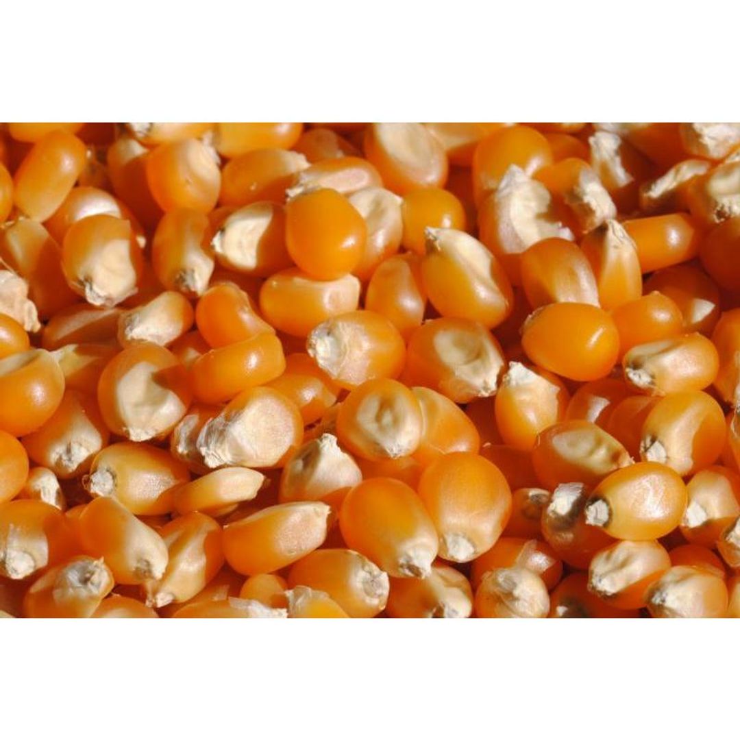 Зерно кукурузы для попкорна Medium Yellow (22.68 кг) Зерно кукурузы для попкорна Medium Yellow (22.68 кг)