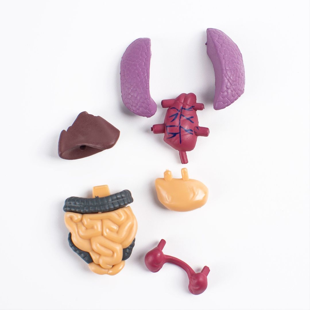 Набор для опытов Строение тела