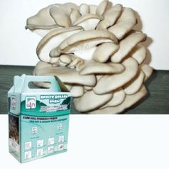 Набор для выращивания грибов Грибная коробка