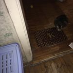 Коврик для входной двери Луи коврон Отзыв